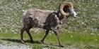 Mouflon dépoilé de Banff NP